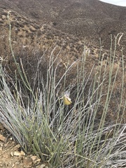 Asclepias subulata