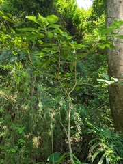 Dendrocnide meyeniana