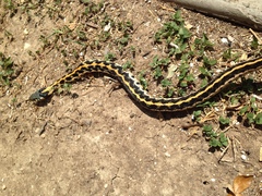 Thamnophis cyrtopsis ocellatus