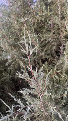 Juniperus scopulorum