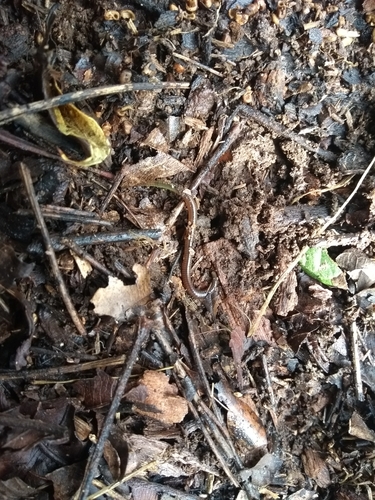 Metaphire schmardae