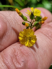Youngia