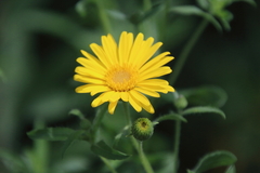 Heterotheca camporum