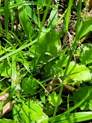 Youngia