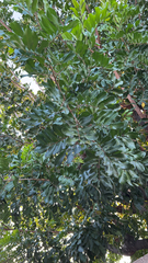 Cupaniopsis anacardioides