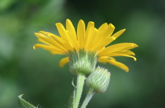 Heterotheca camporum