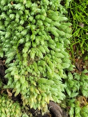 Leucobryum