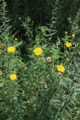 Heterotheca camporum