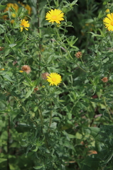 Heterotheca camporum