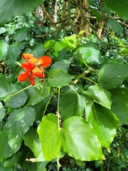 Erythrina