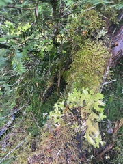 Lobaria