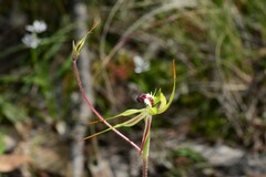 Caladenia parva