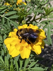 Xylocopa virginica virginica