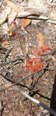 Drosera spatulata