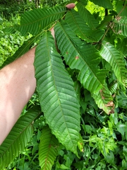 Pometia pinnata
