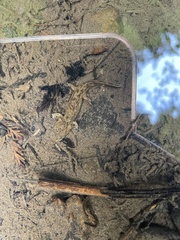 Dicamptodon tenebrosus