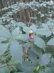 Ficus erecta beecheyana
