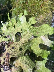 Lobaria
