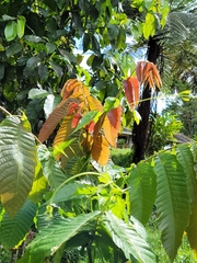 Pometia pinnata