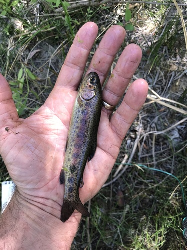 San Pedro Martir Trout