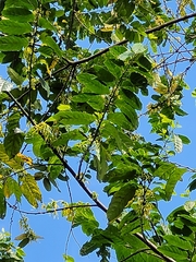 Cananga odorata