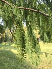 Metasequoia