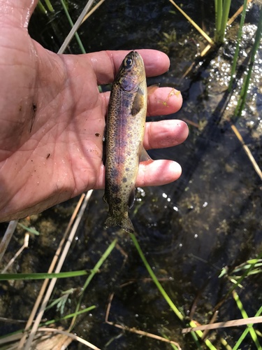 San Pedro Martir Trout