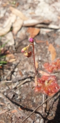 Drosera spatulata