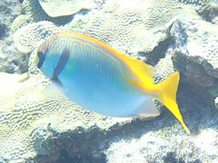 Siganus doliatus