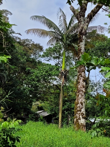 Clinostigma warburgii observed 2022-09-18