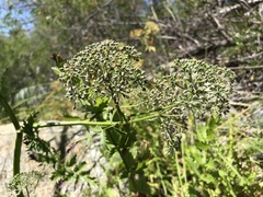 Oenantheae