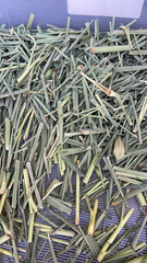 Stenotaphrum secundatum