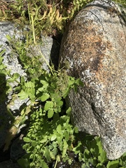 Oenantheae