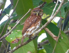 Glaucidium brasilianum