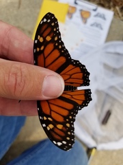 Danaus plexippus