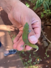 Phelsuma laticauda laticauda