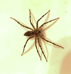 Dolomedes tenebrosus