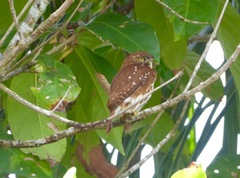 Glaucidium brasilianum