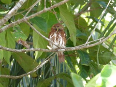 Glaucidium brasilianum