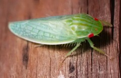 Gyponana
