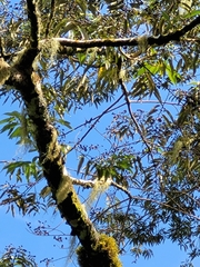 Alphitonia zizyphoides