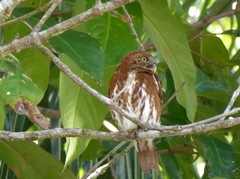Glaucidium brasilianum