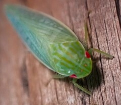 Gyponana