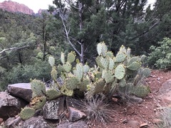 Opuntia engelmannii
