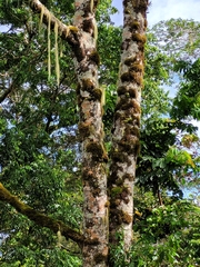 Alphitonia zizyphoides