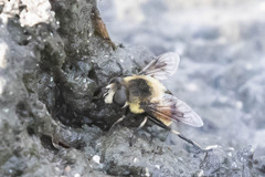 Eristalis anthophorina