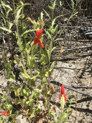 Erythranthe cardinalis