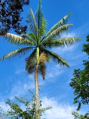 Clinostigma samoense