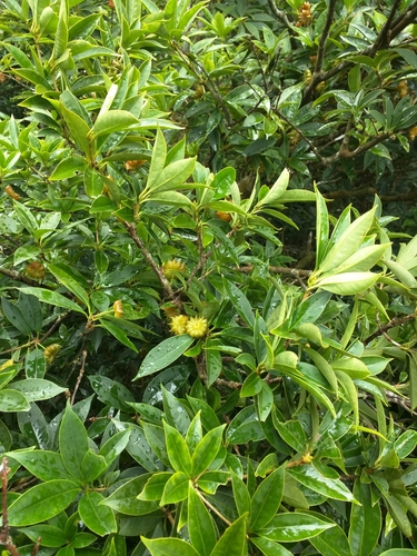 Image of Illicium Arborescens (Illicium arborescens) by (c) Victor Chen, some rights reserved (CC BY)