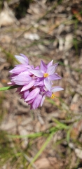 Sowerbaea juncea